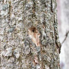 Close-up of ash tree bark with a small D-shaped insect exit hole and exposed inner wood caused by emerald ash borer activity.