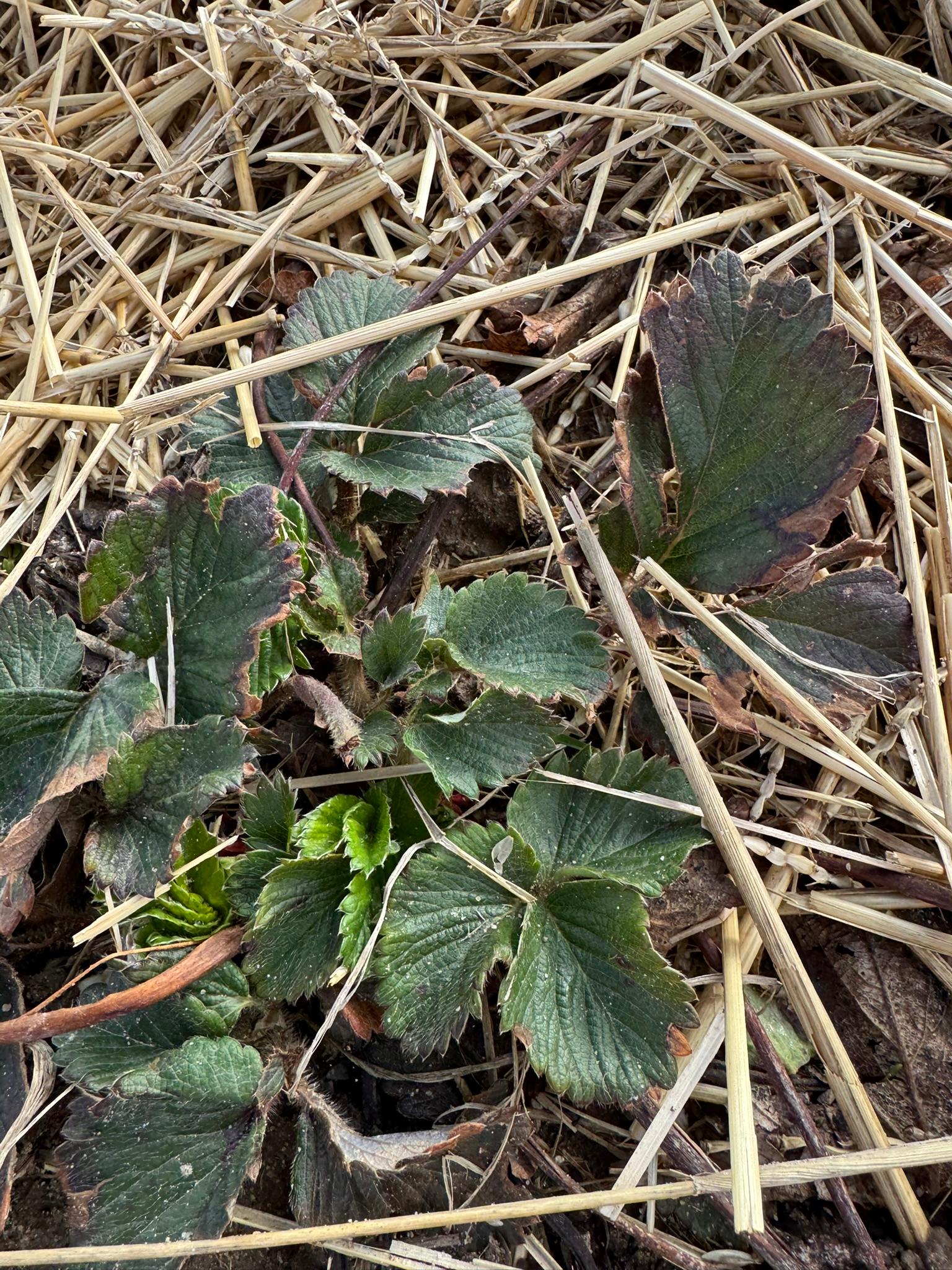 Strawberry2_Spicers_March31_2025.JPEG