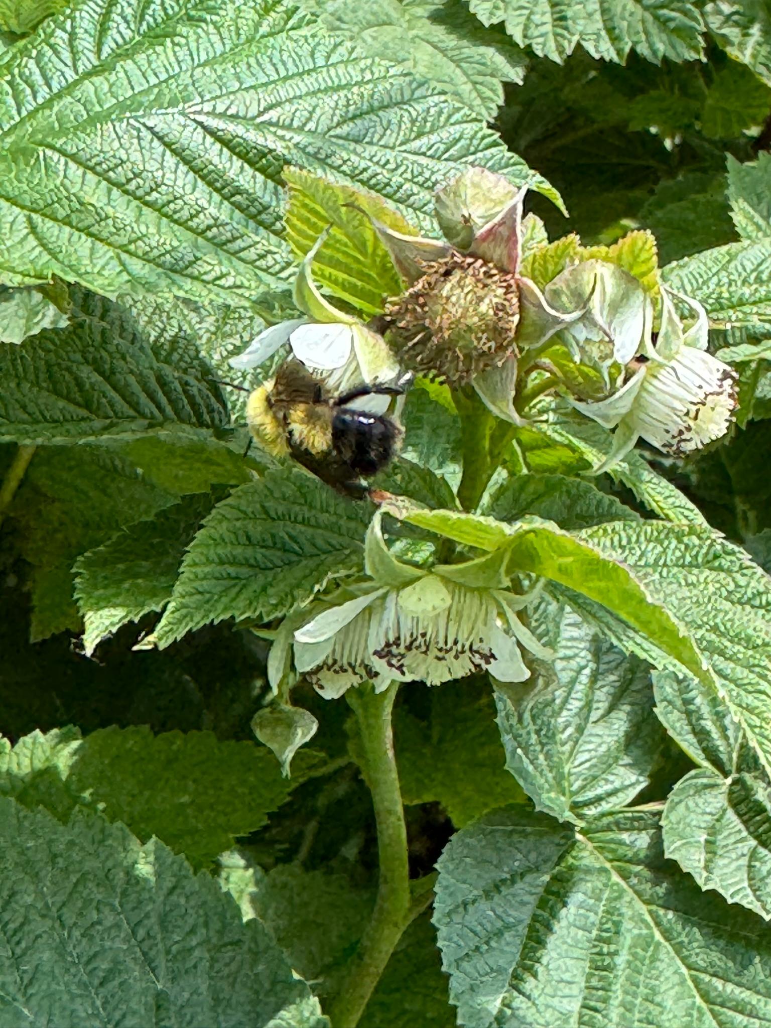 A bee on a raspberry fruit.