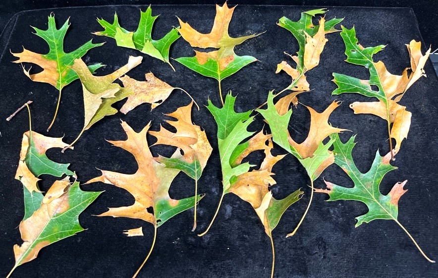 Oak-leaf-sample.jpg