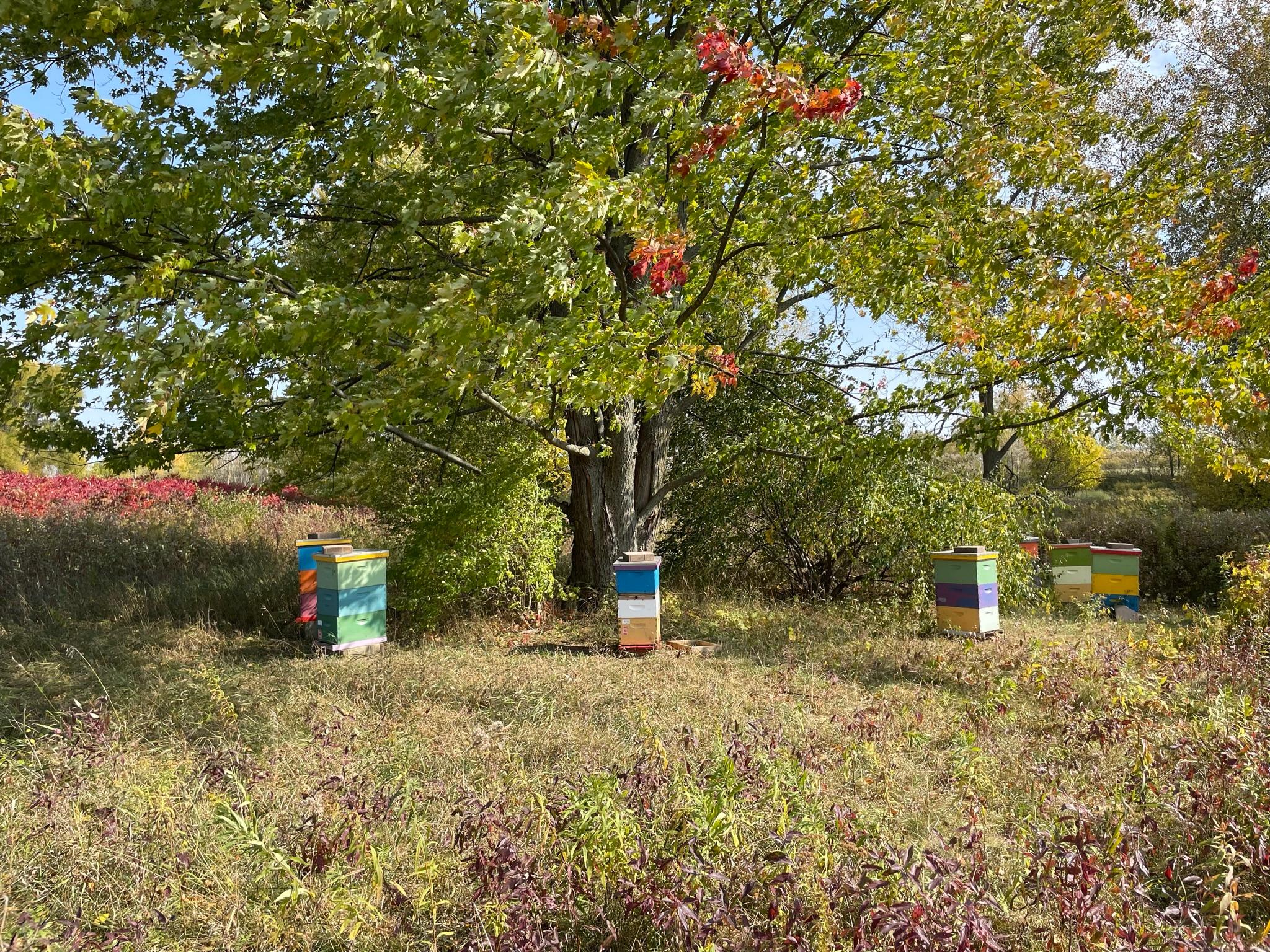 Understanding city beekeeping ordinances - Pollinators & Pollination