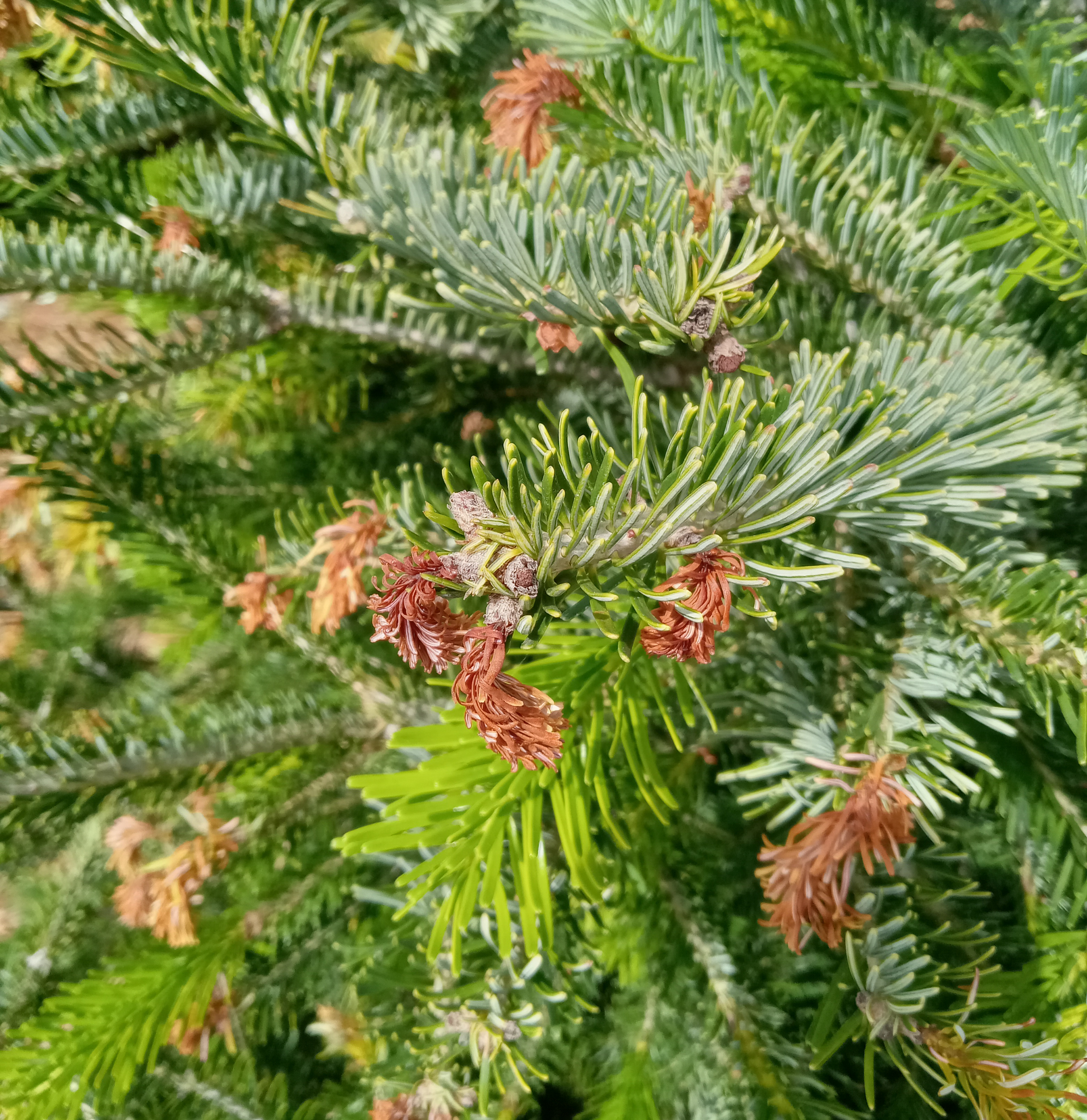 Close-up of evergreen branch with new needle growth and multiple brown, dried shoot tips indicating damage or dieback among otherwise green needles.