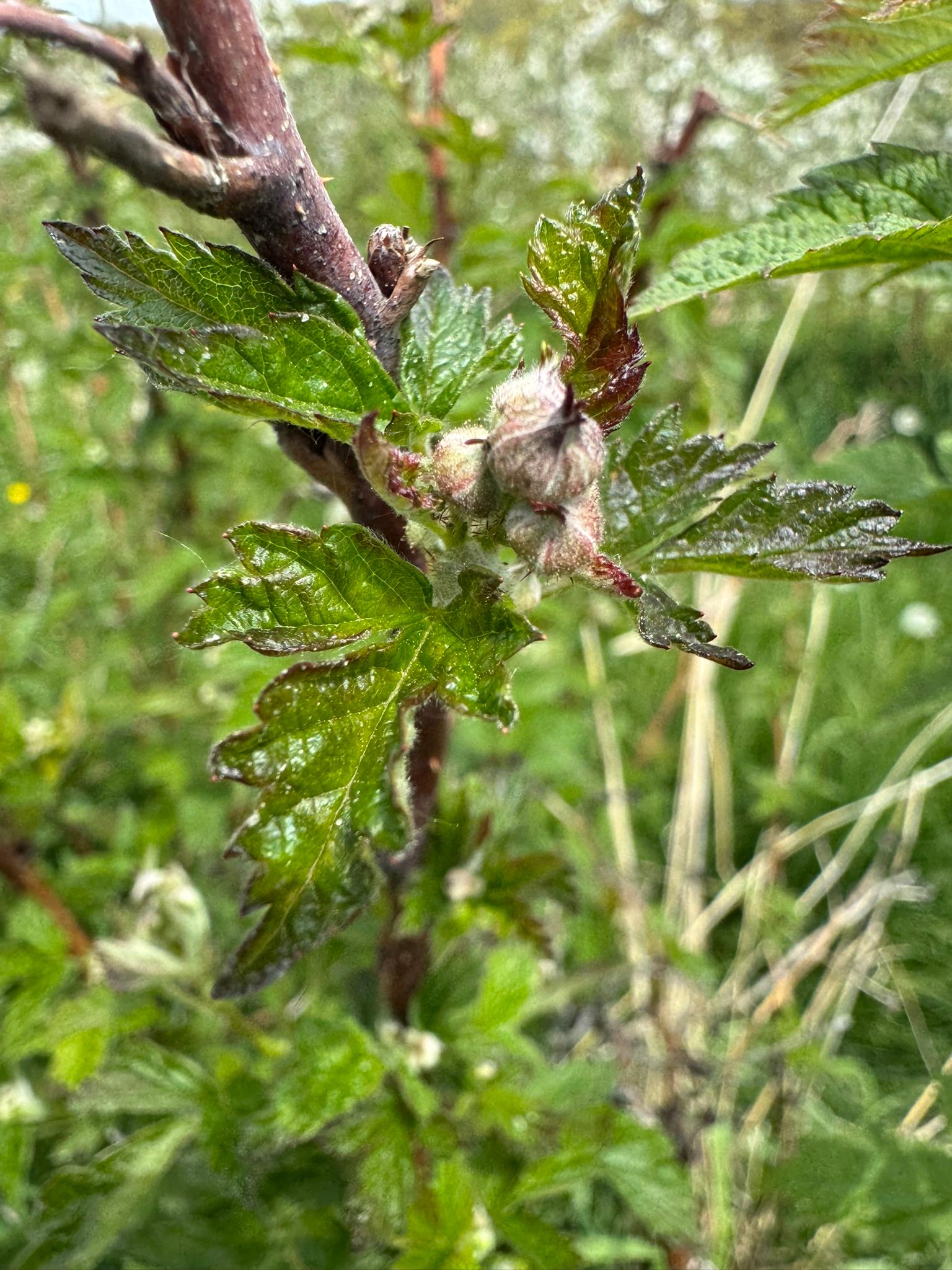 Raspberry_Summer2_Spicers_May12_2025.JPEG