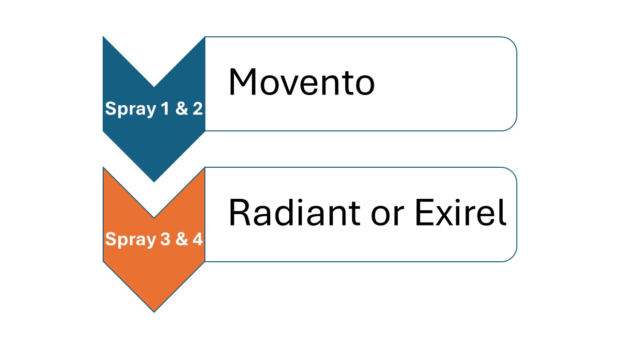 Diagram showing a low-pressure onion thrips spray program with four spray rounds using Movento for sprays one and two followed by Radiant or Exirel for sprays three and four.