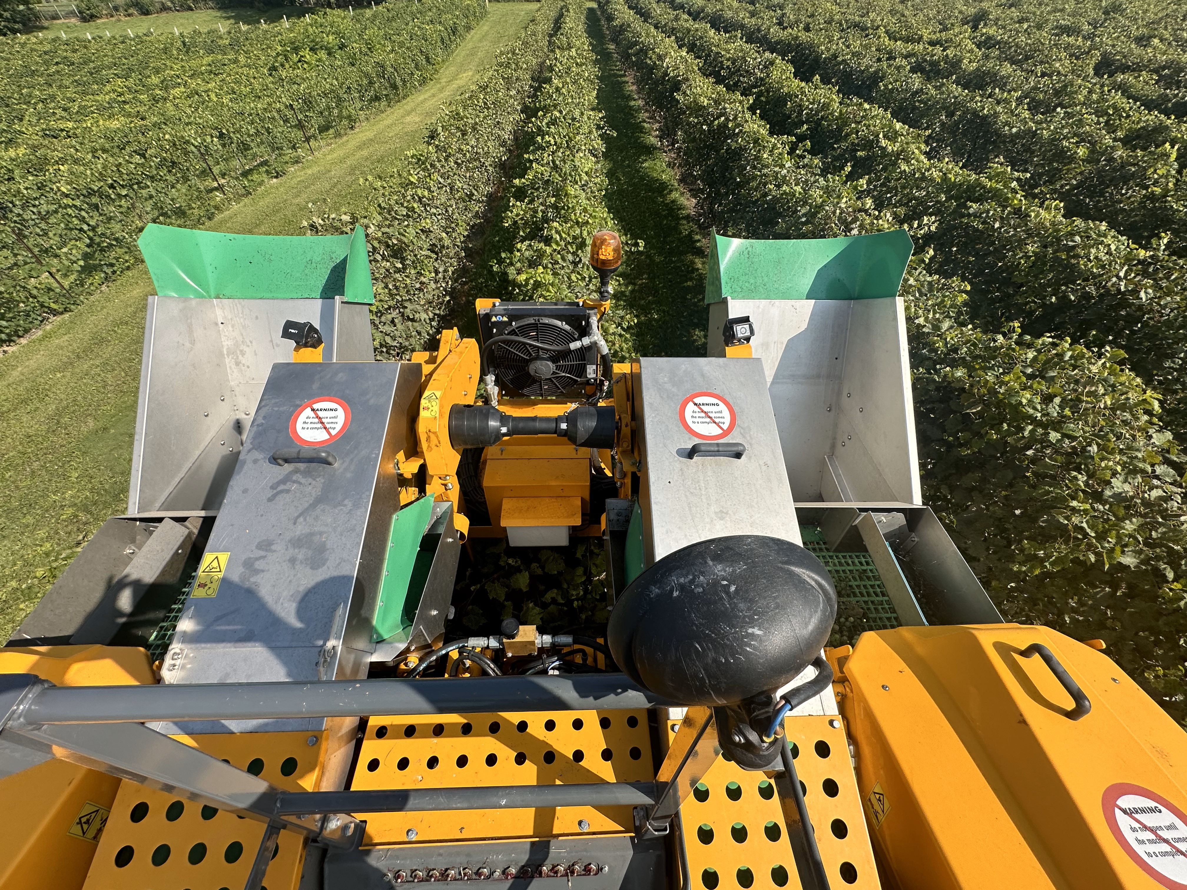 A harvester in a row of grapes harvesting fruit from the vine.