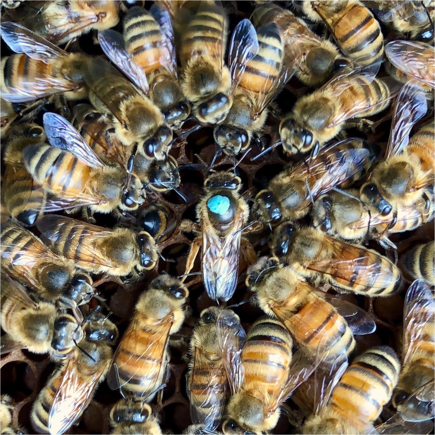 A queen honey bee surrounded by worker bees.