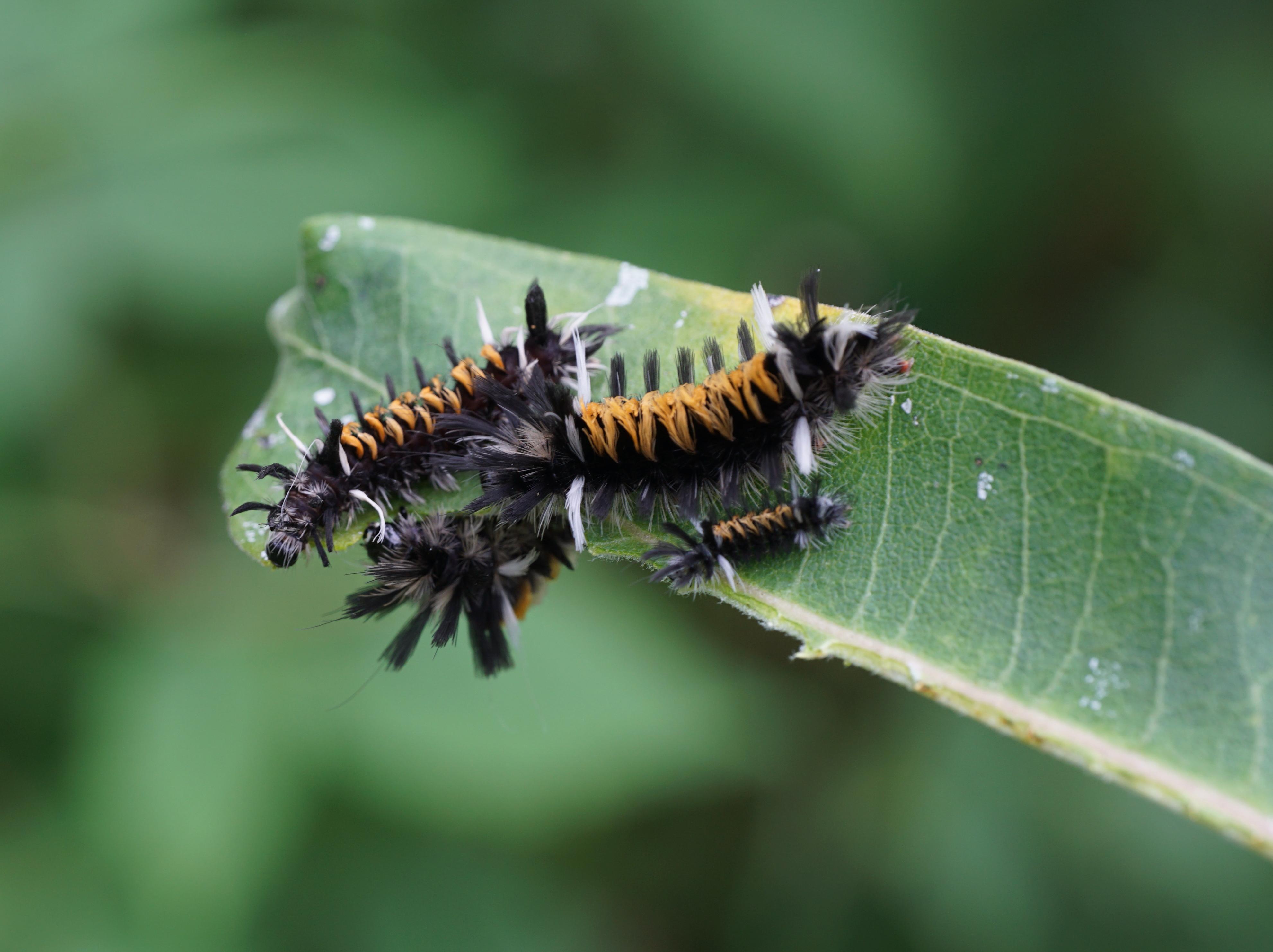 Milkweed tussock moth caterpillars on a milkweed leaf.