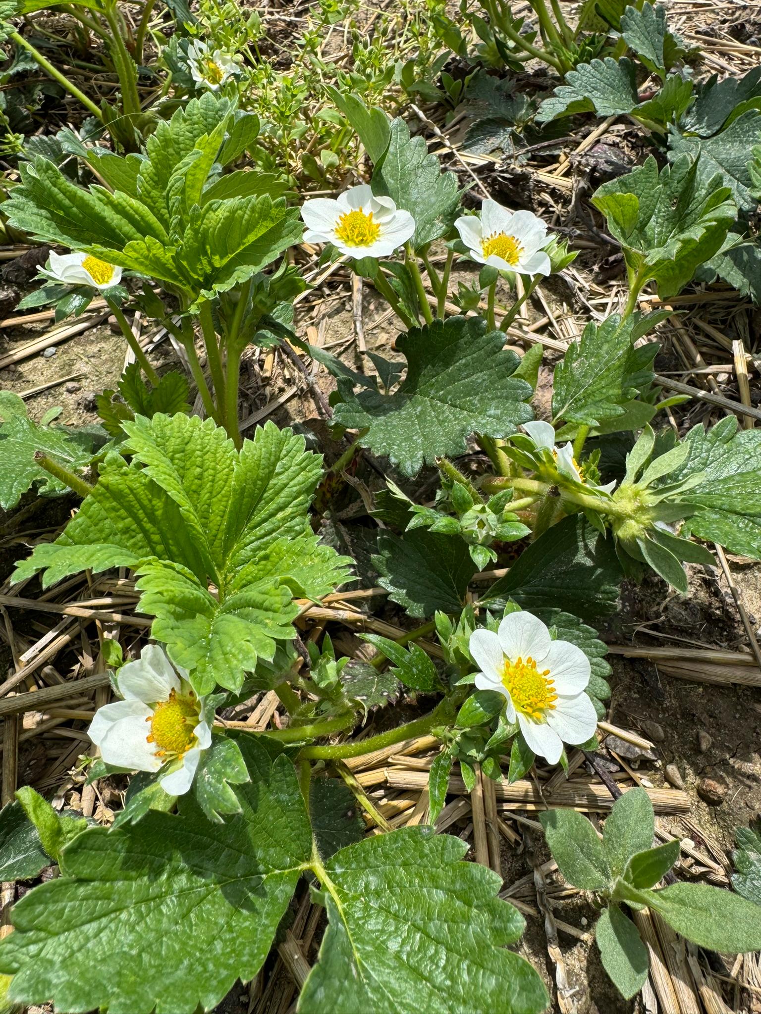 Strawberry_Spicers_May12_2025.JPEG