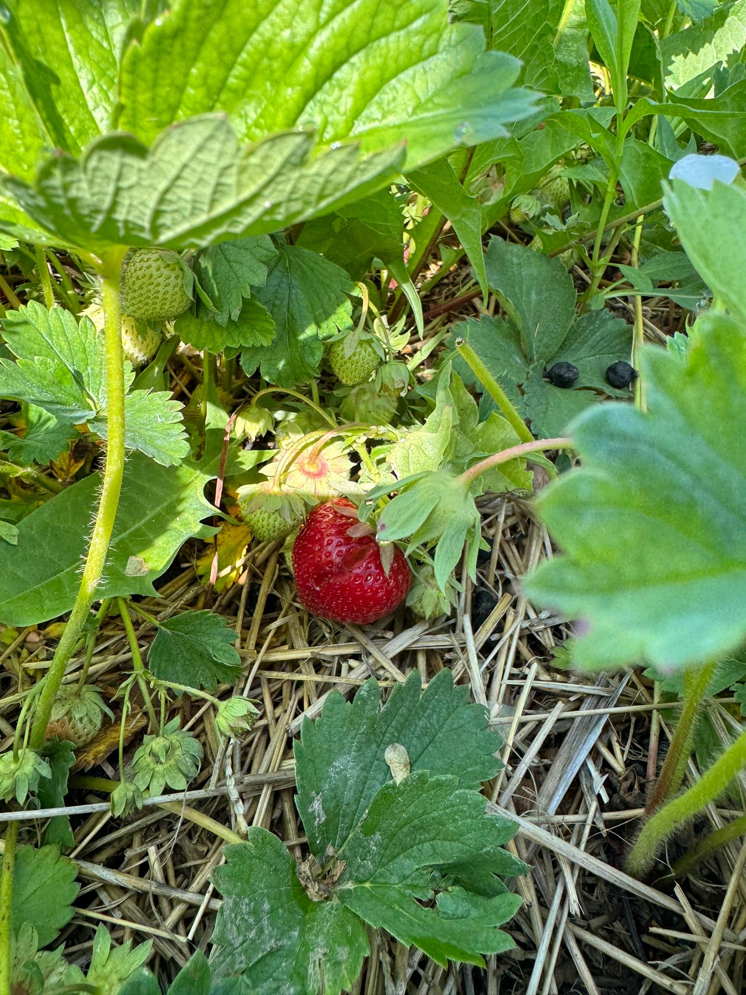 Strawberries growing from a bush.