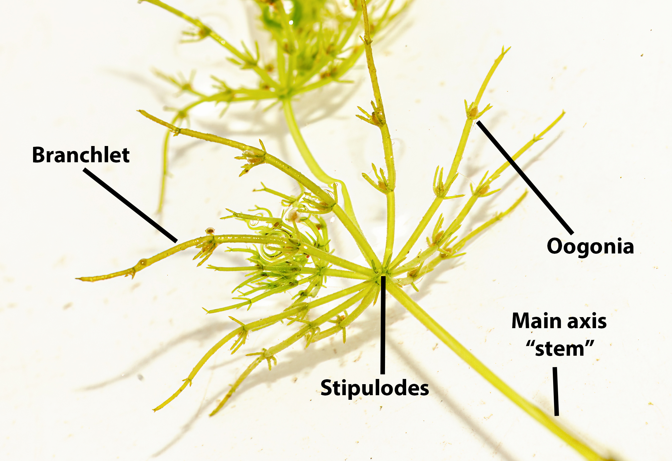 Image shows the anatomy of Chara braunii, a common Chara species in Michigan inland lakes. 
