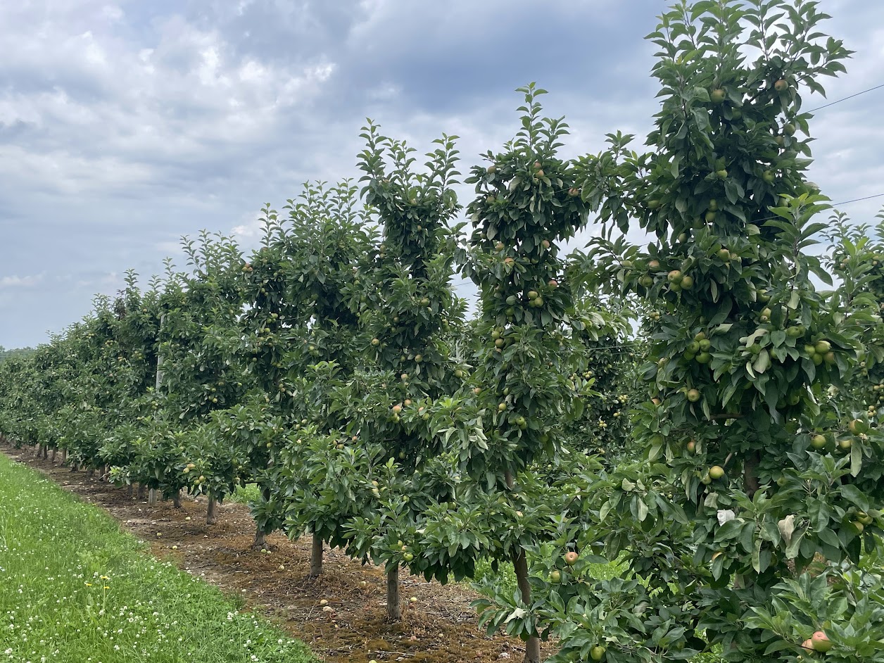 An apple orchard.