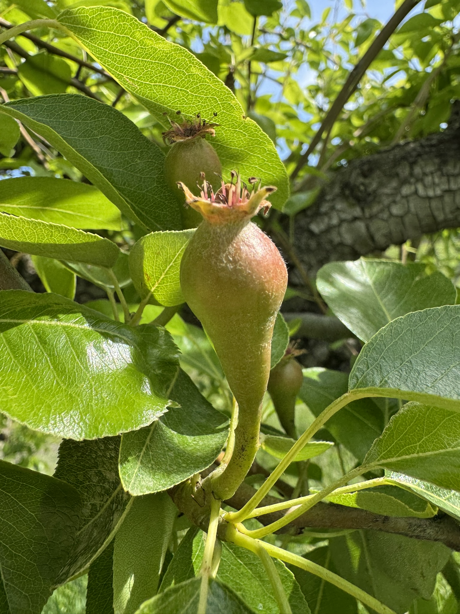 Two green and red unripe pear fruits. 