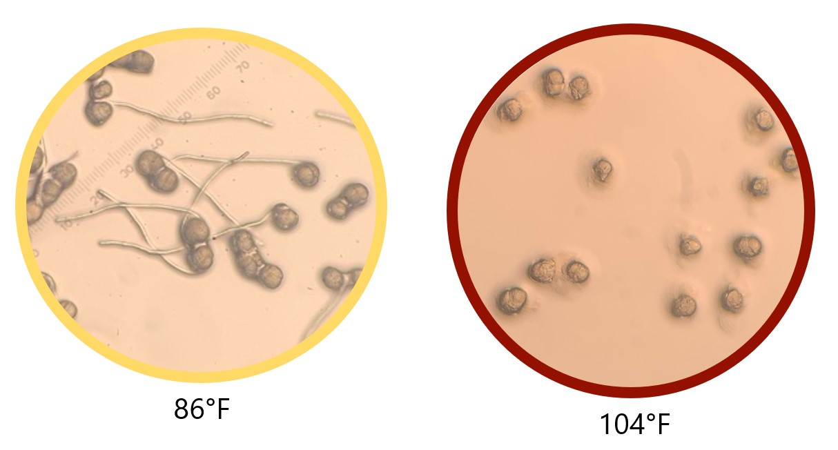 A diagram showing pollen tube growth at different temperatures. 
