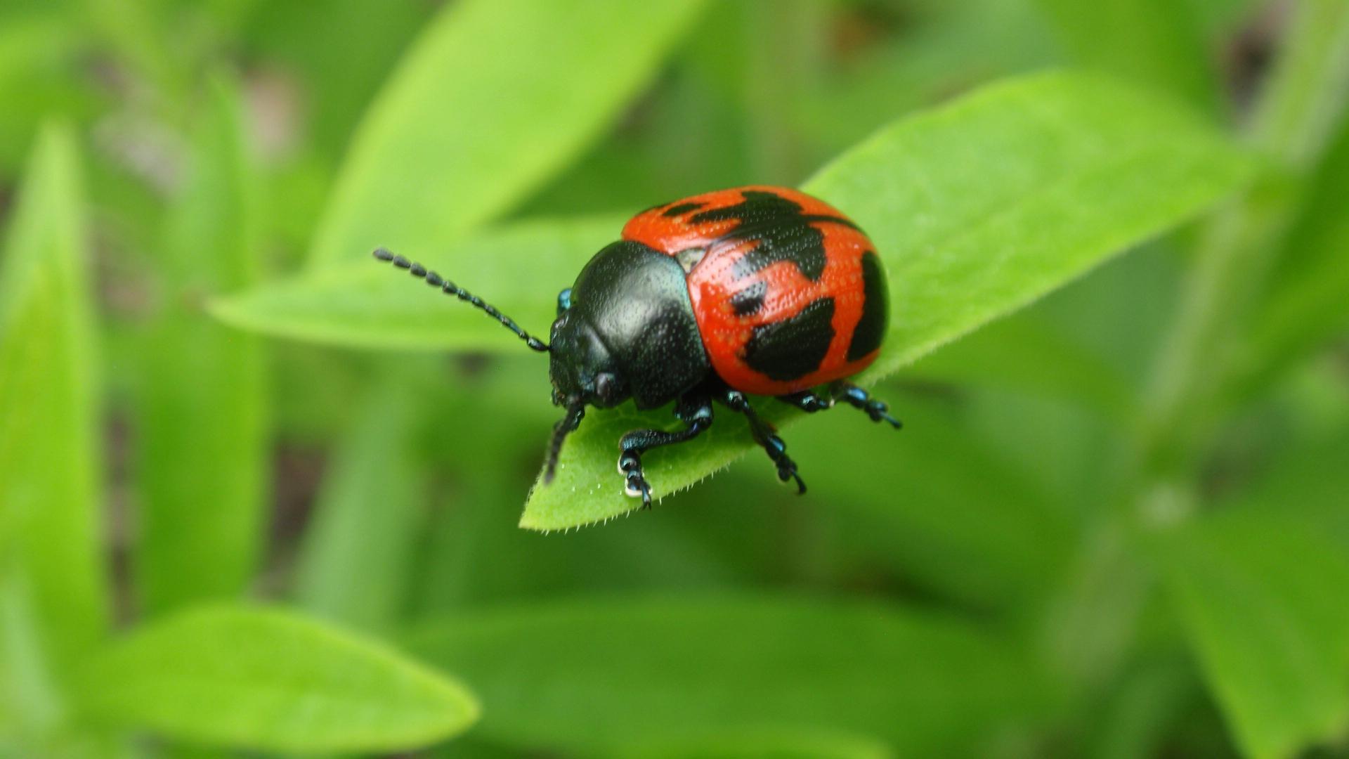 Milkweed leaf beetle sitting on a leaf.