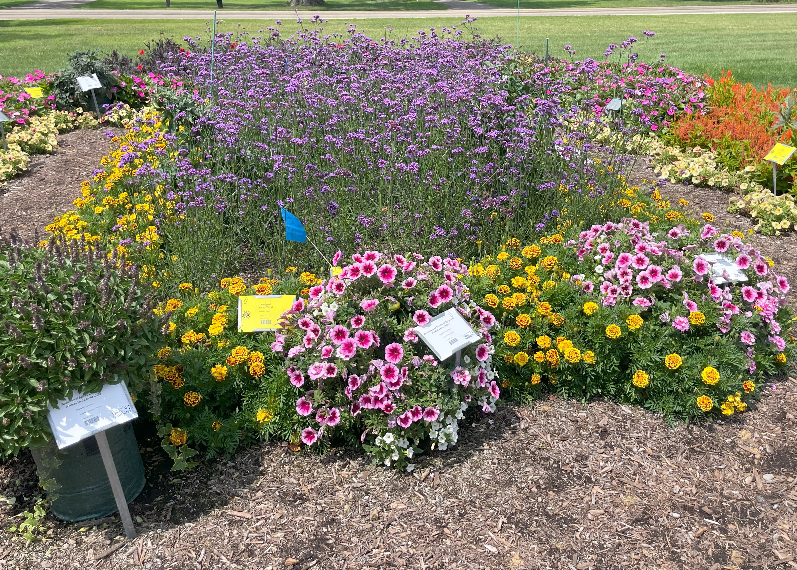 Mixed display bed with a broad drift of tall purple verbena behind mounds of yellow marigolds and pink-rimmed petunias.