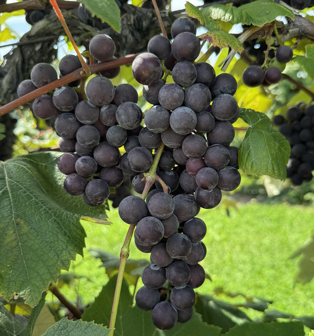 Concord grape clusters ripening 