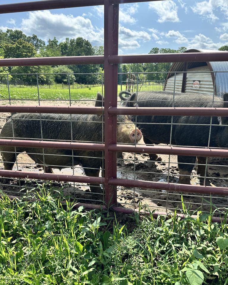 Berkshire pigs at Agape Organic Farms