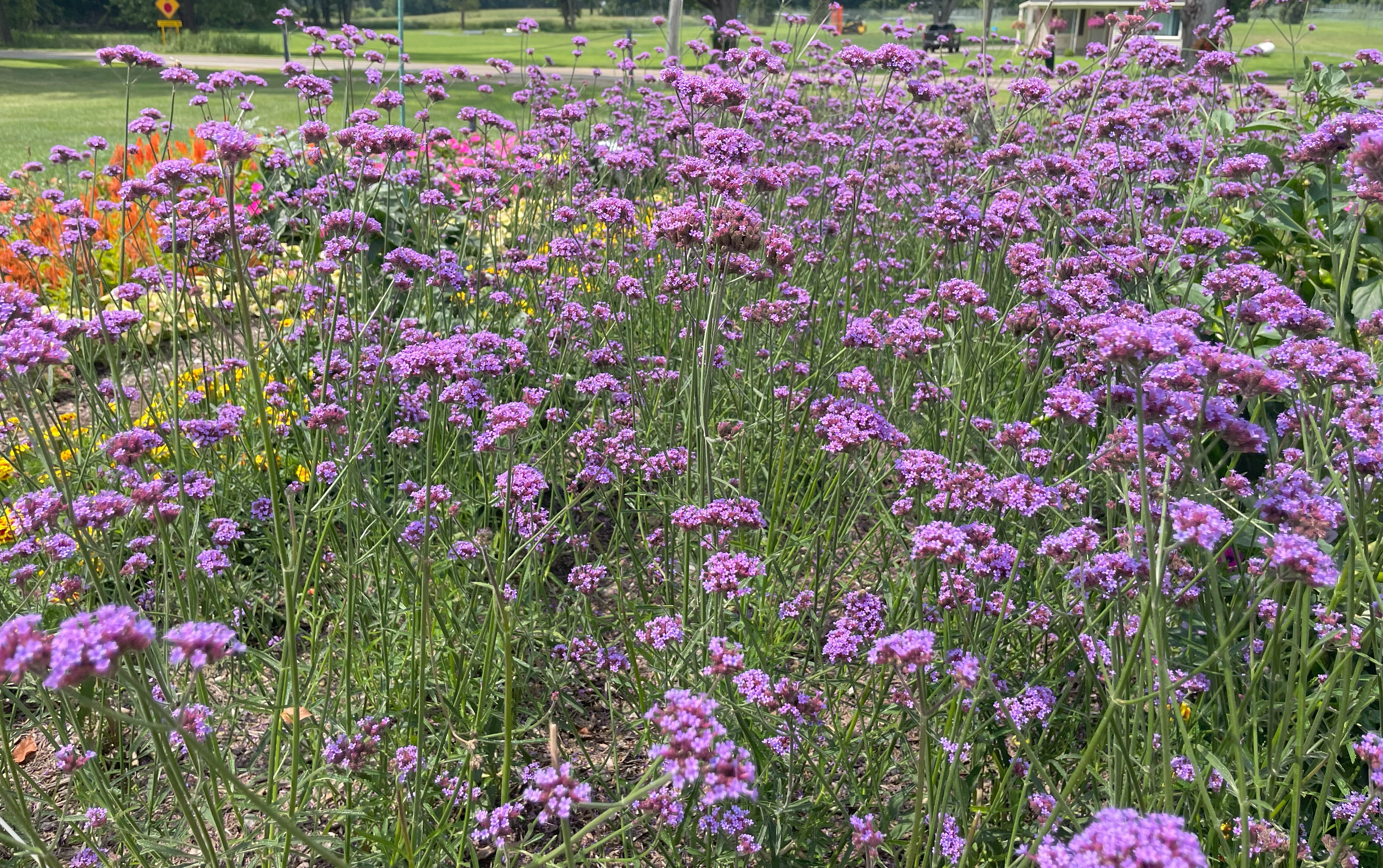 Trial garden bed with tall verbena plants, featuring slender green stems topped with clusters of small purple flowers, with colorful annuals in the background.