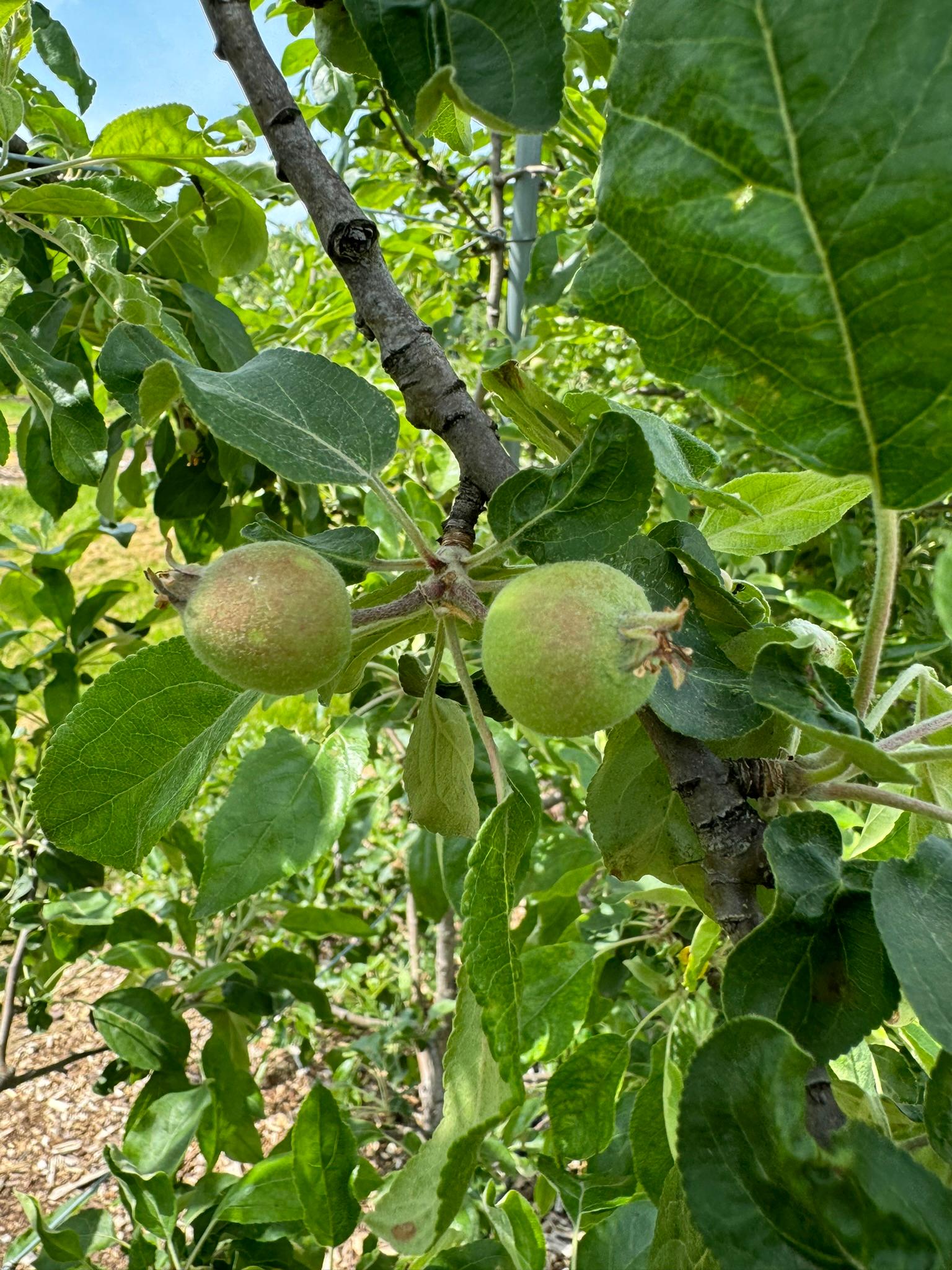 Apples hanging from a tree.