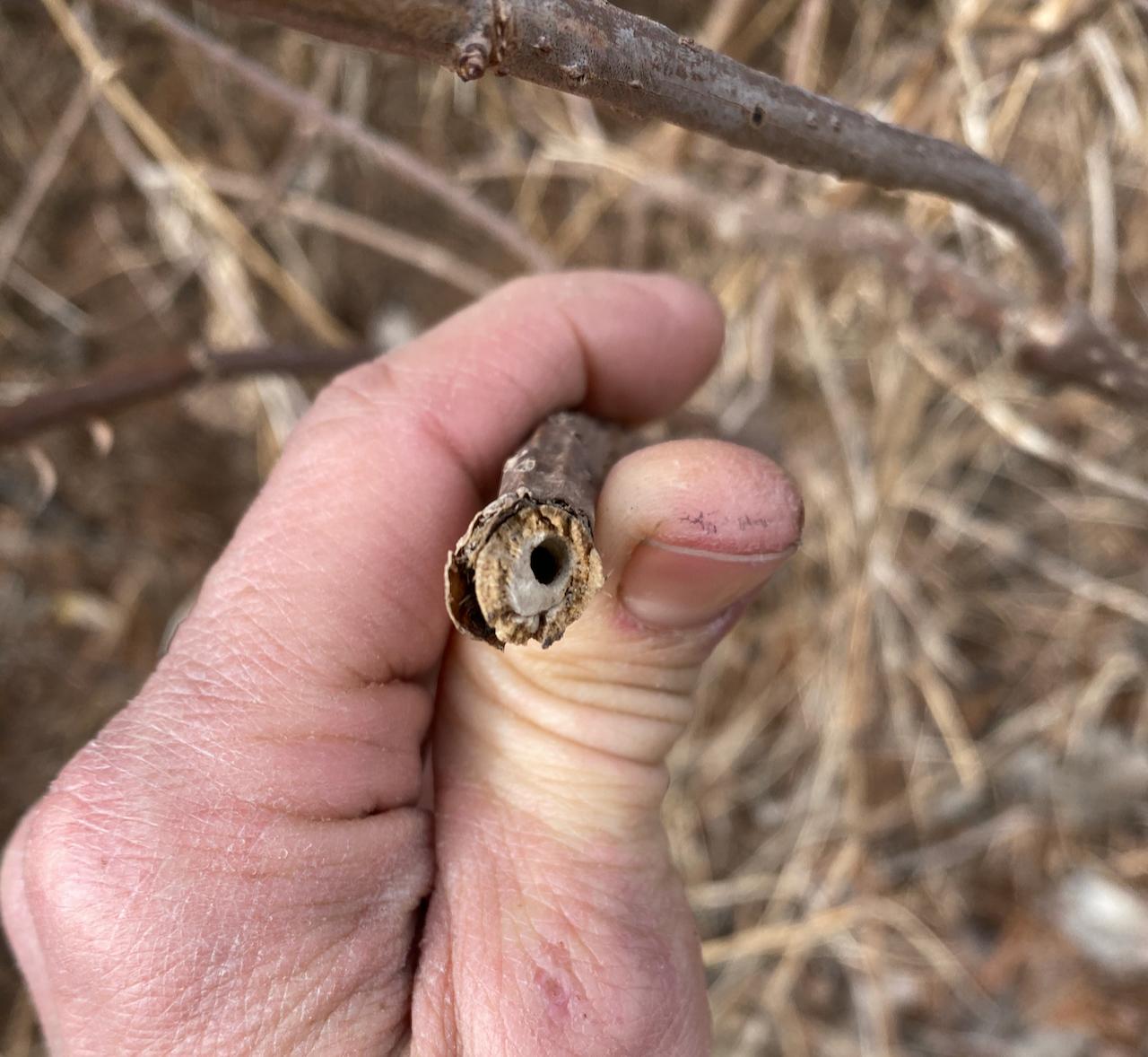 A hole at the tip of a stem.