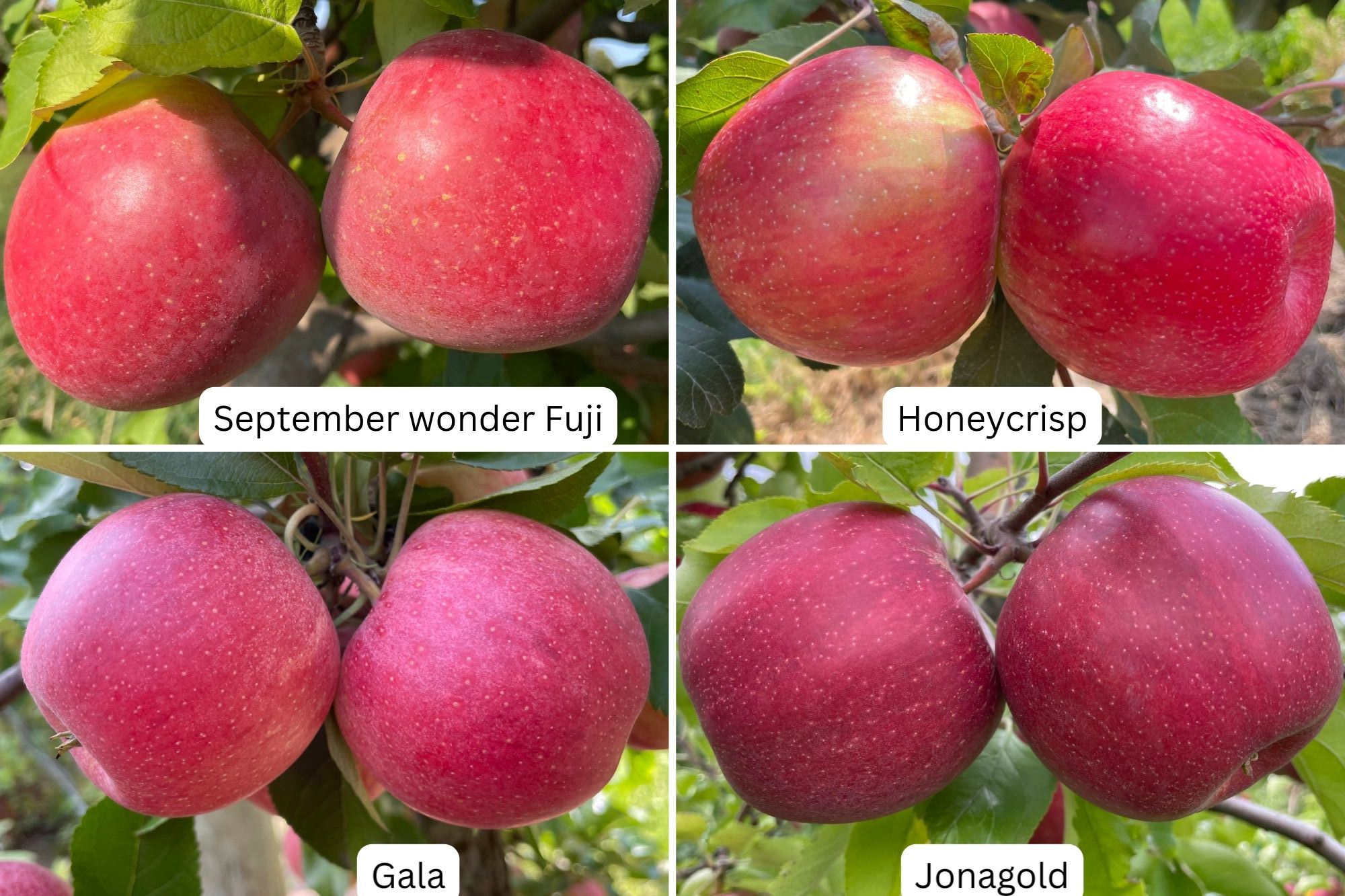 Gala, Honeycrisp, McIntosh and Jonagold apples