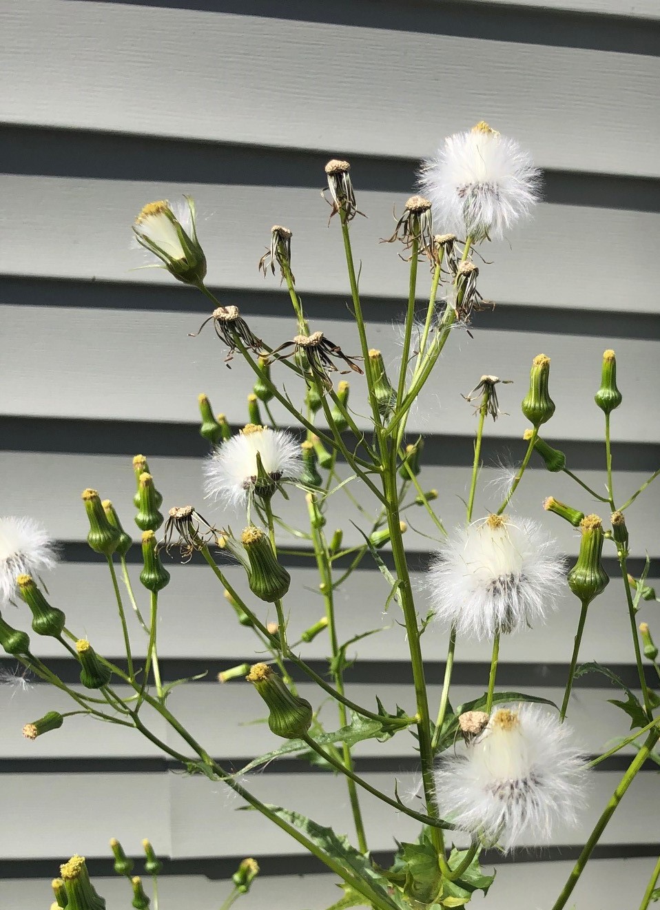 American burnweed seed on plant.  Wind dispersed achenes attached to silvery, dandelion-like hairs.