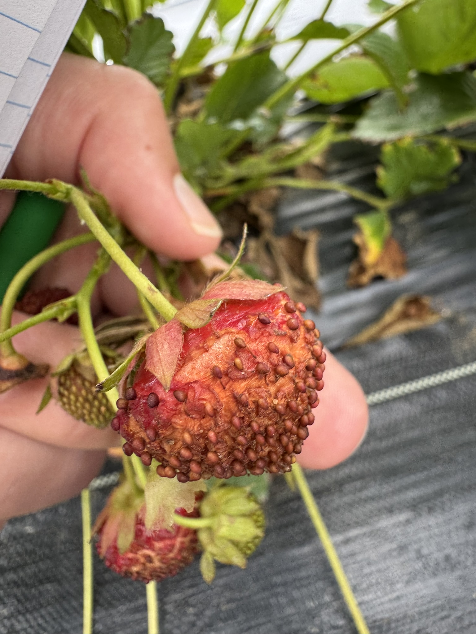 A shriveled up and rotten looking strawberry.