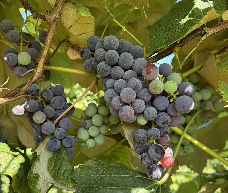Concord grape clusters.