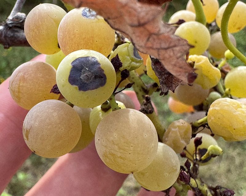 Grapes with black and moldy spots. 