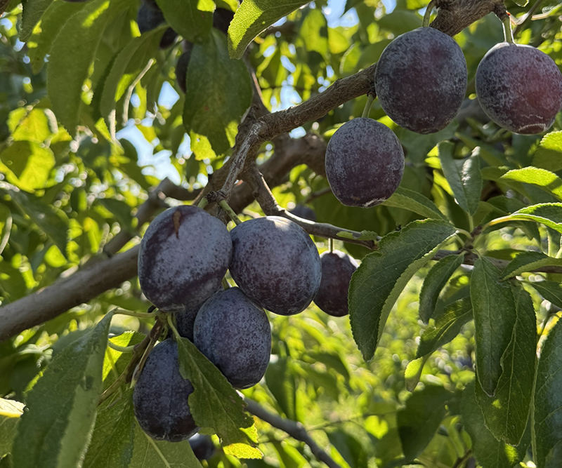 Ripe, purple plums growing on a tree. 