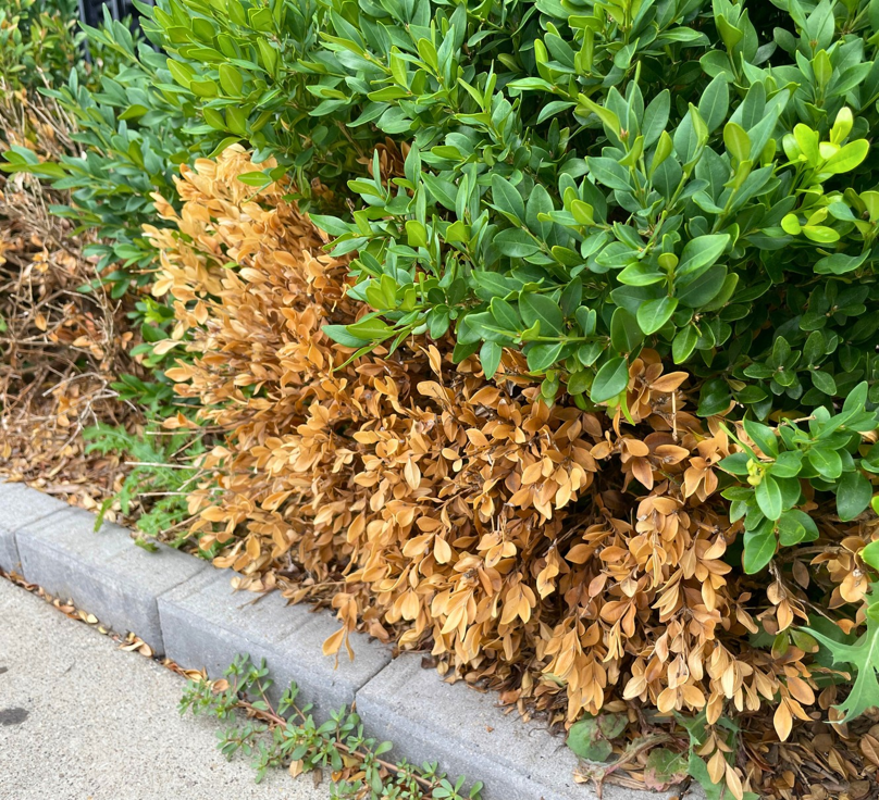What’s Wrong with My Boxwood? Common Issues and Solutions - Gardening ...