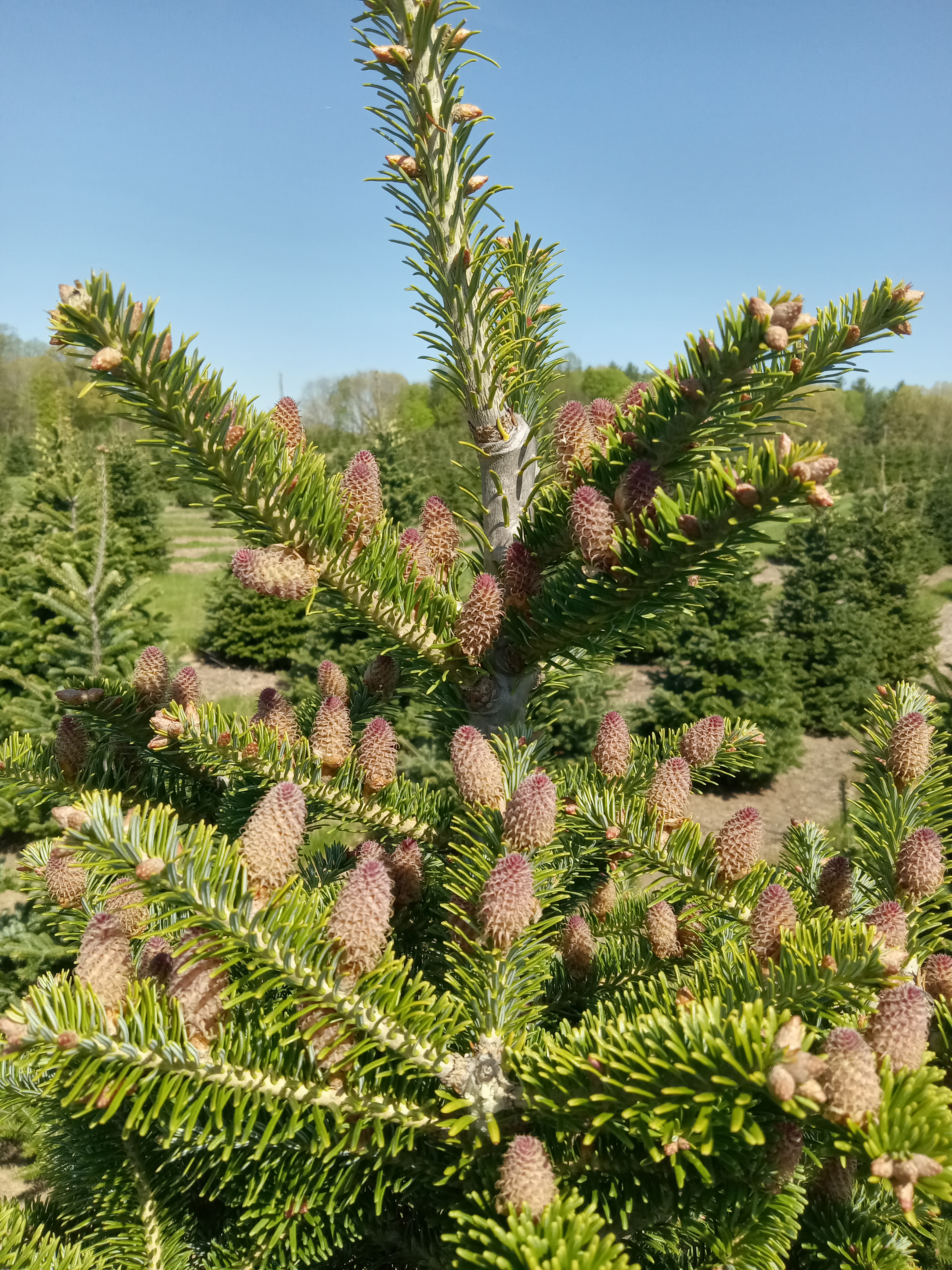 A closeup of several cones in a Fraser fir tree.