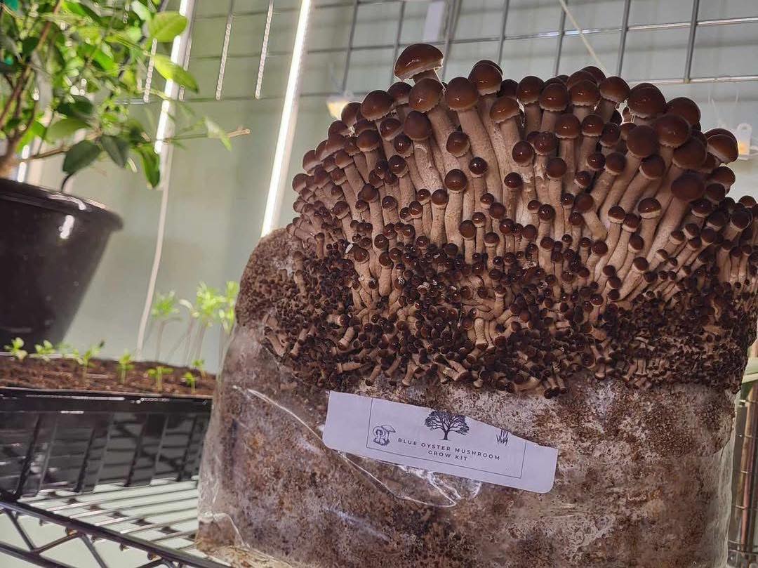 Mushroom grow kit