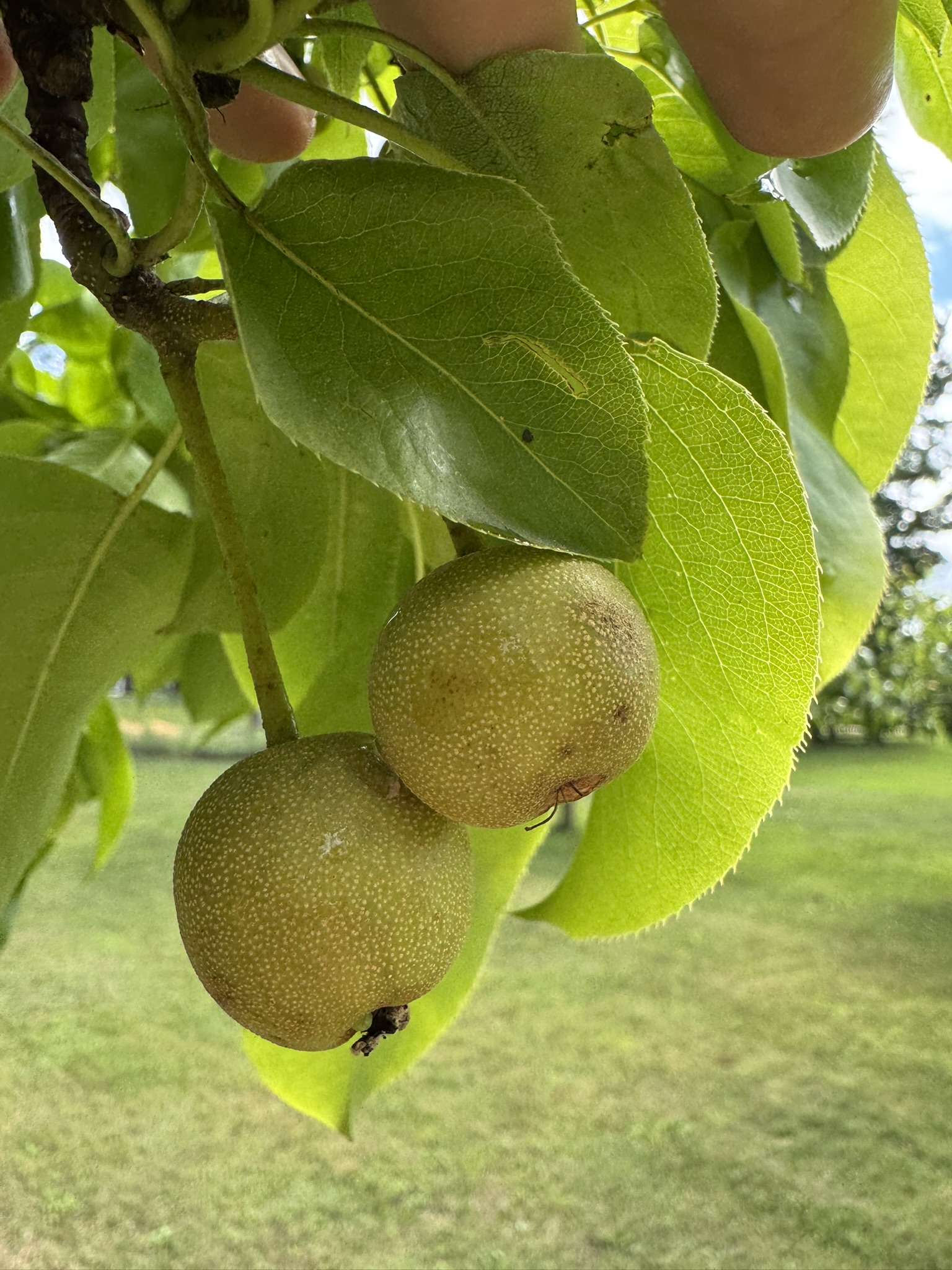 Two unripe pear fruits. 