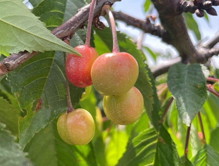 Early sweet cherries hanging from a tree.