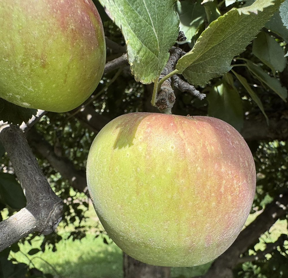 Winesap apples coloring up 
