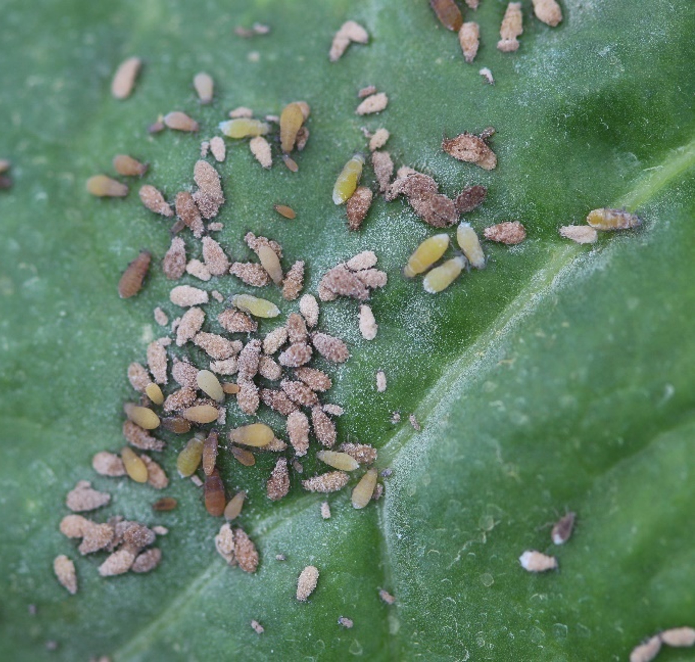 Yellow-green and brown sugarbeet root aphids, including aphids coated with fungal growth, clustered on a green sugarbeet leaf.
