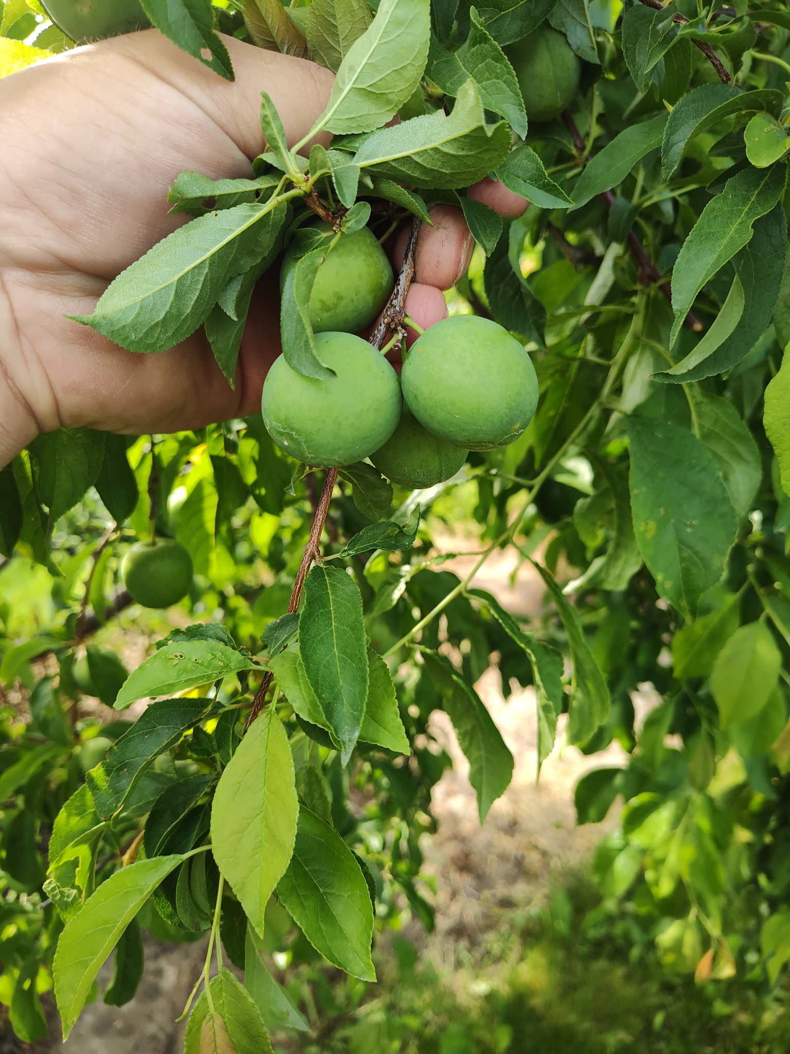 A cluster of green, unripe plums 