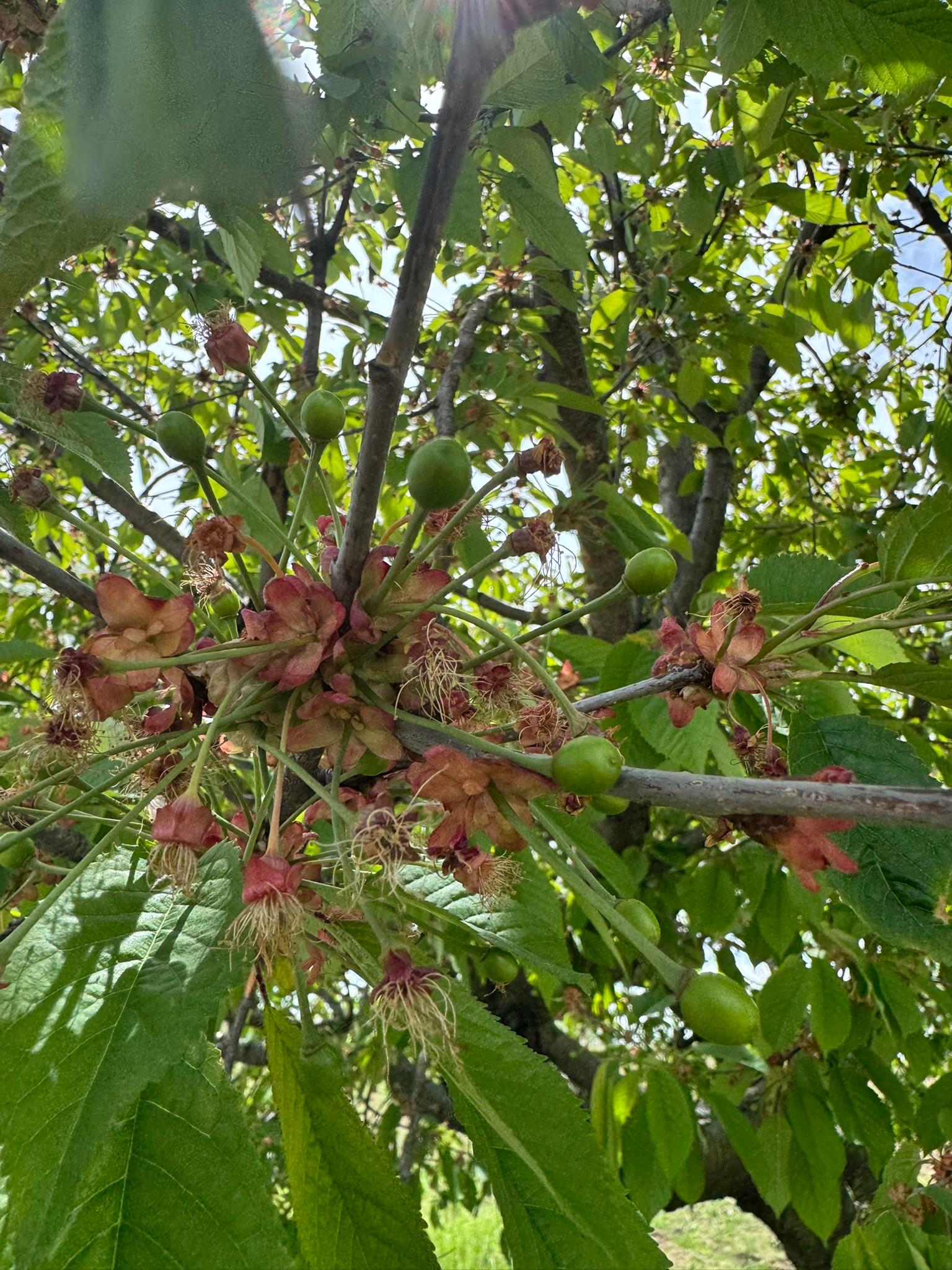 Cherry_Sweet_Spicers_May12_2025.JPEG