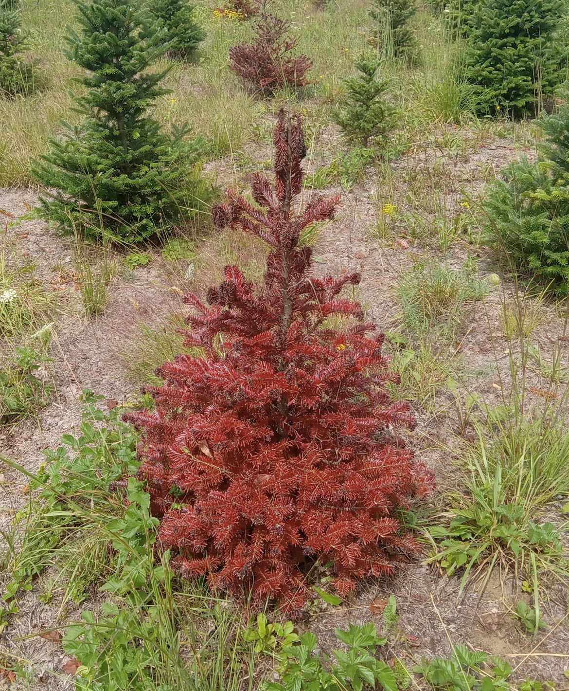 A Fraser fir tree with red needles suffering from Phytophthora root rot.