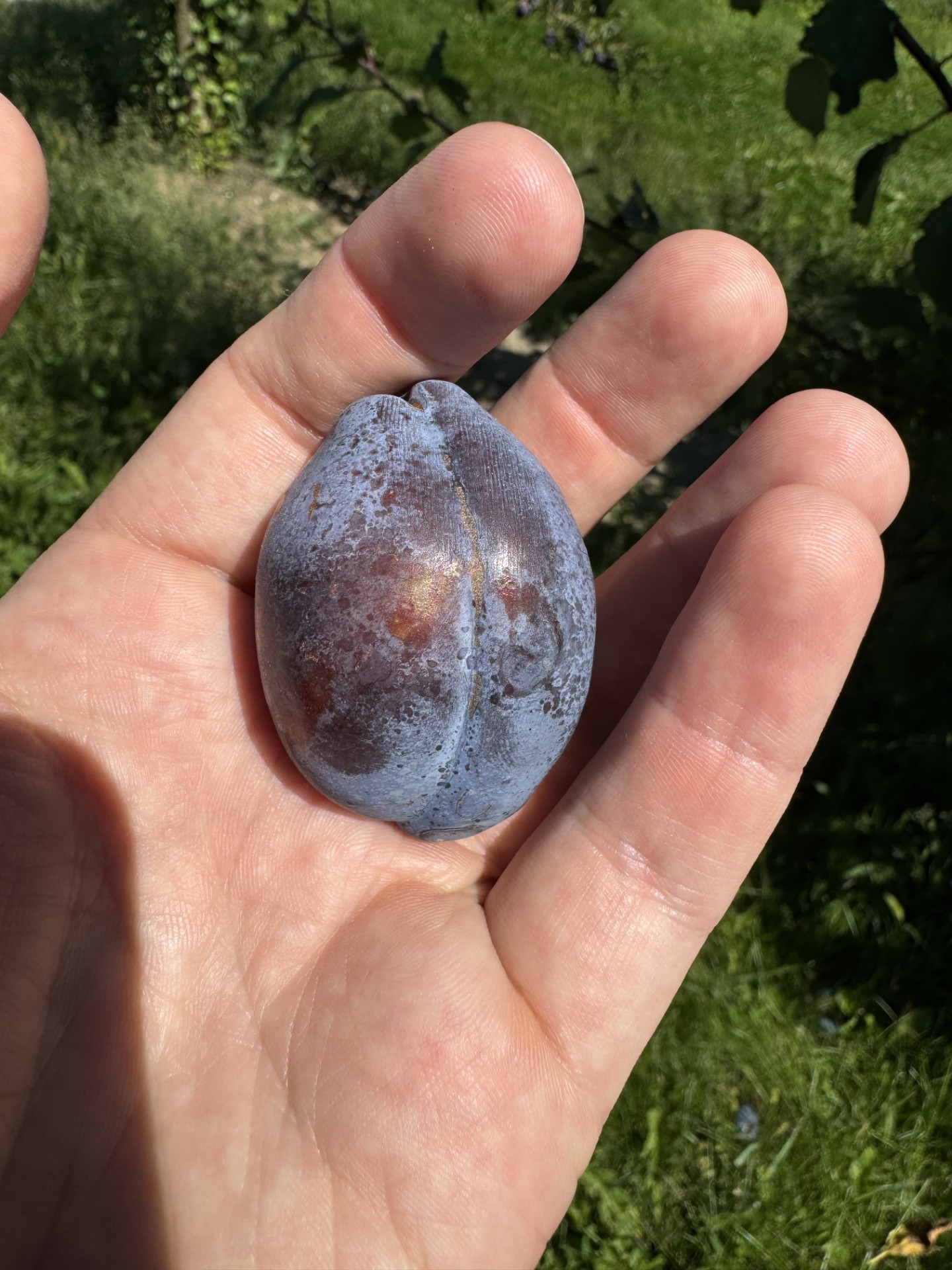 A hand holding a plum fruit.