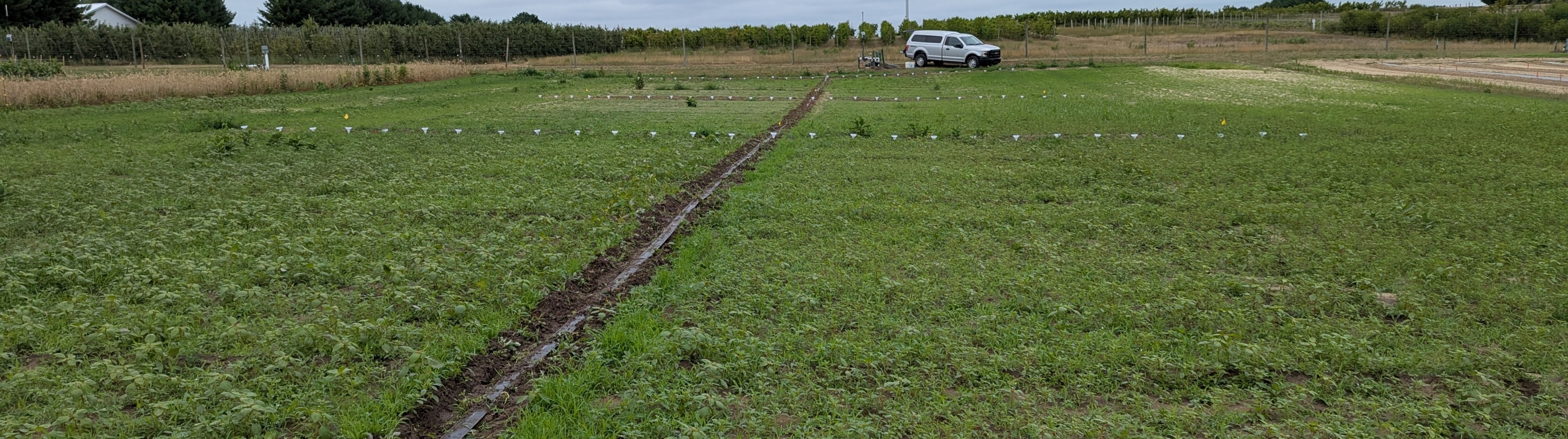 Wide view of a green research field with low vegetation and a central drip irrigation line running toward a control station, with small white collection cups arranged in a grid and a white pickup truck parked near the equipment in the background.