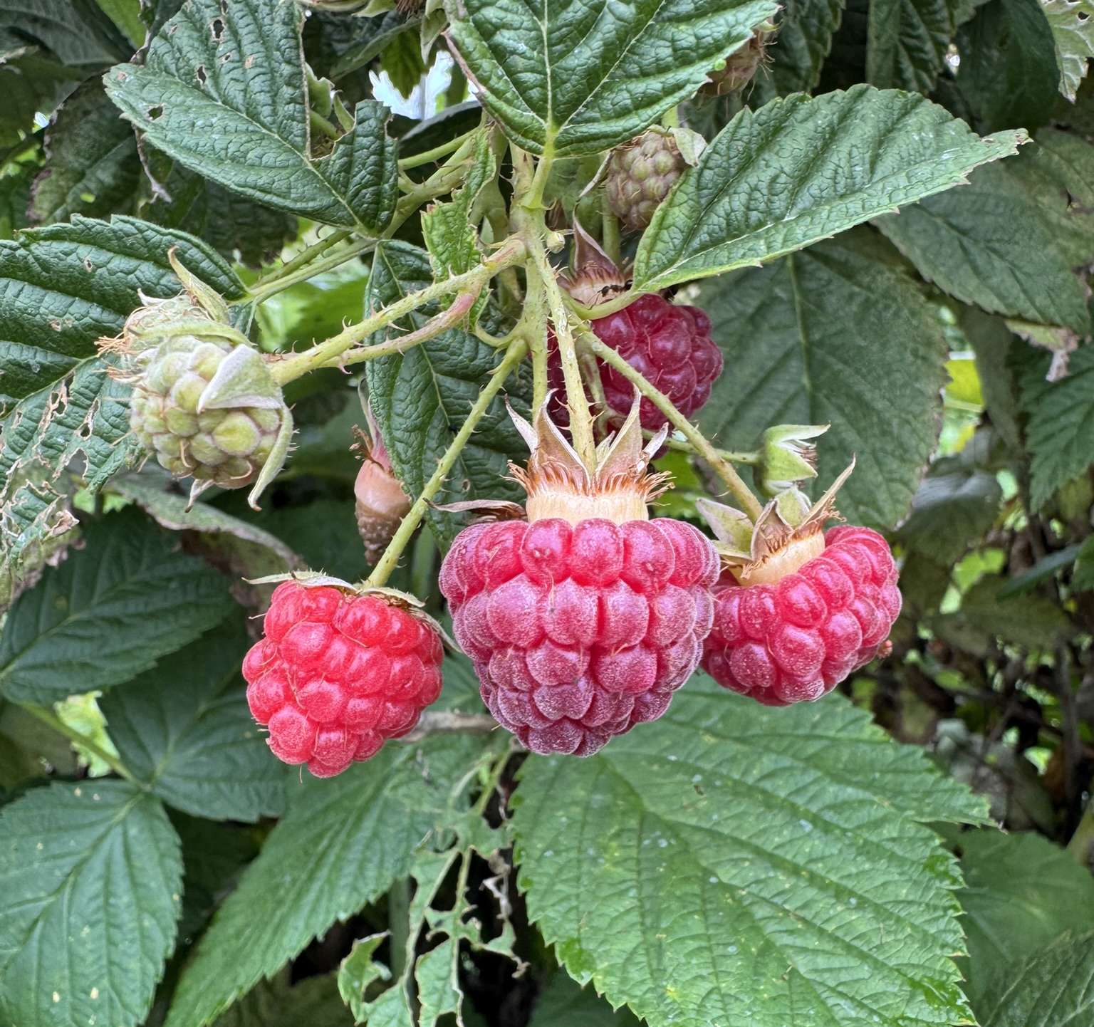 Raspberry_Fall_Westview_August31_2026.JPEG