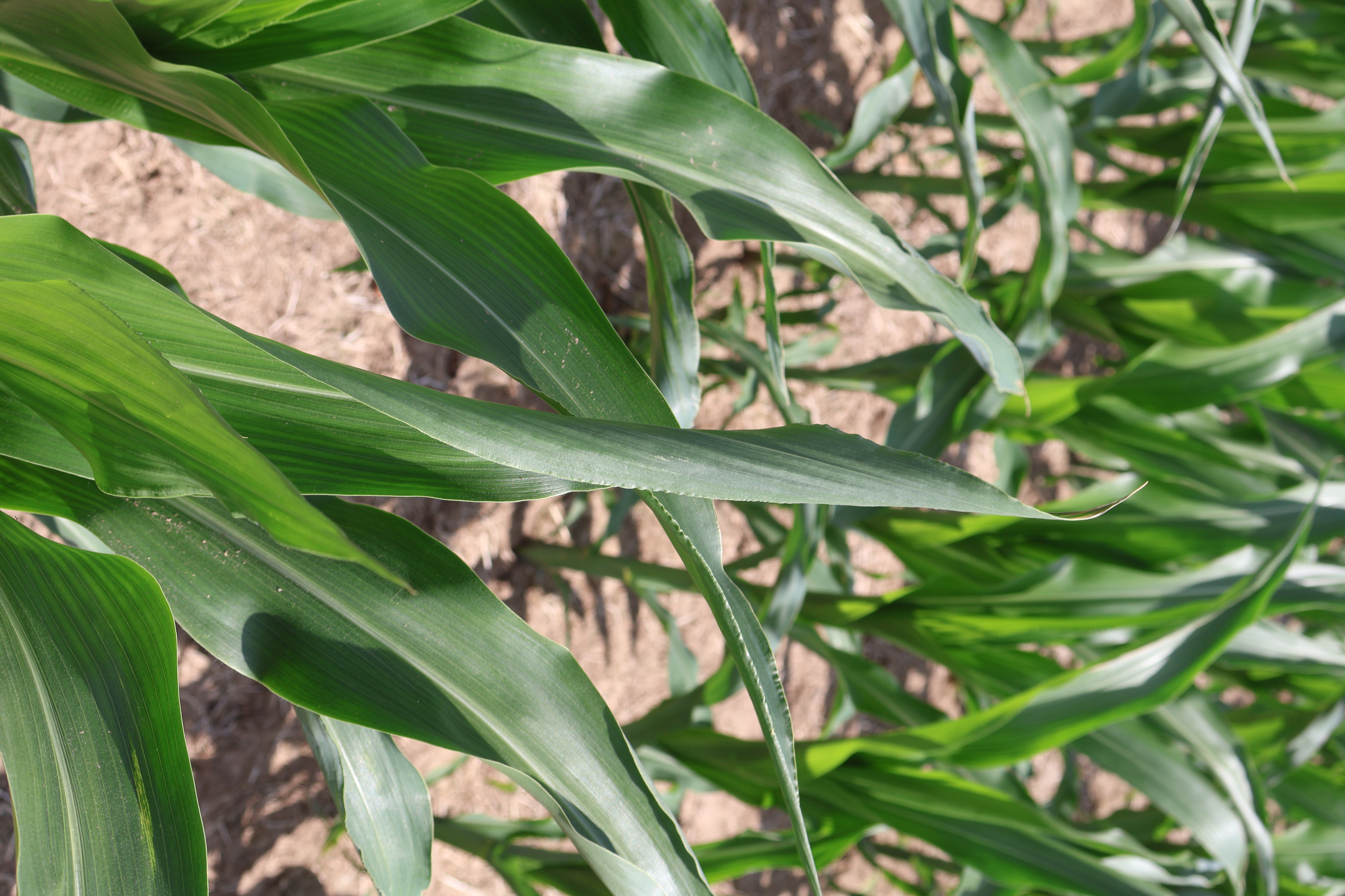 Recognizing water stress and critical growth stages in corn and ...