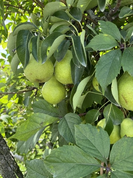 Ripe pears hanging from a tree.