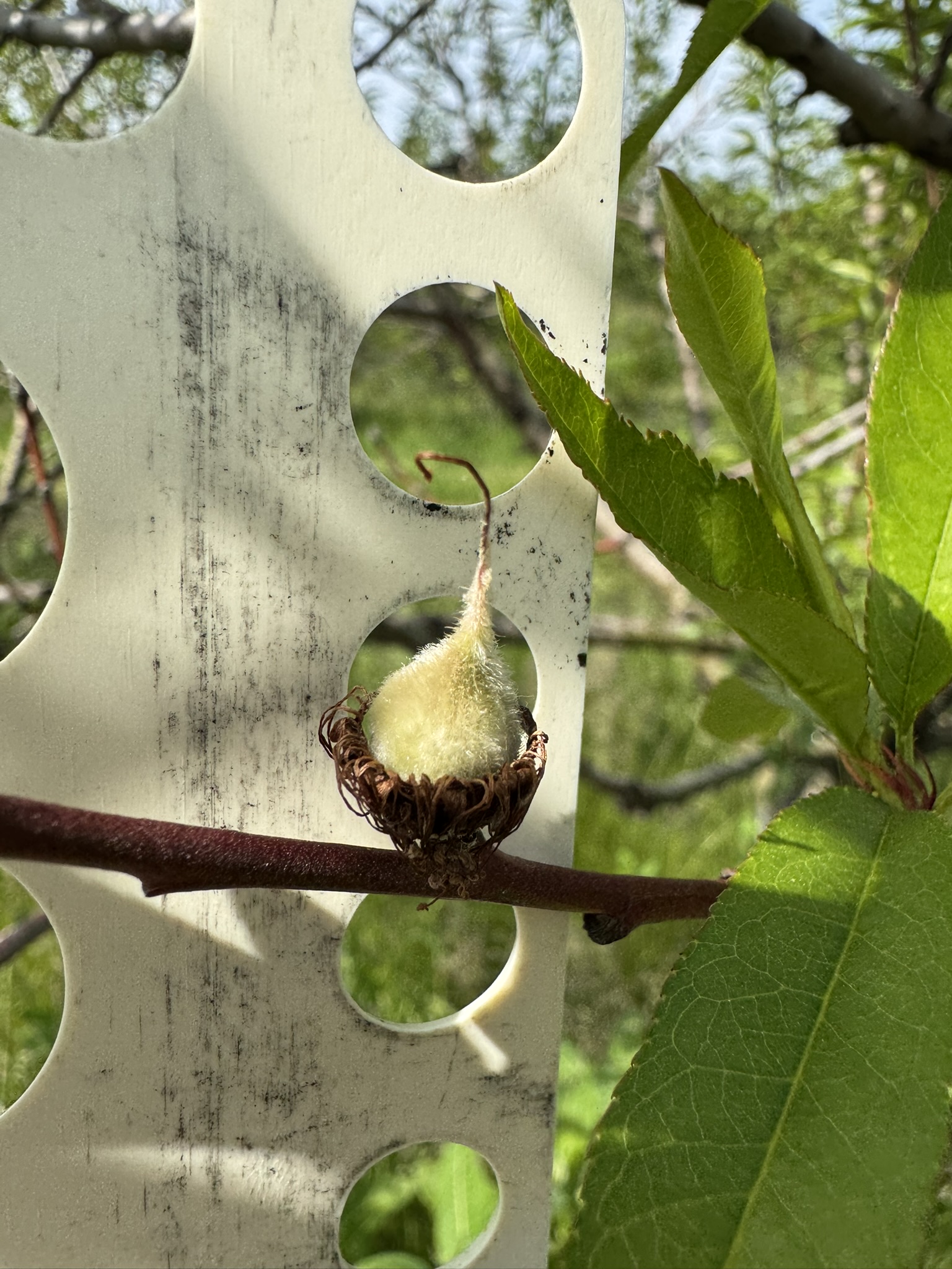 A small unripe peach fruit up against a measuring device with different sized holes in it. 