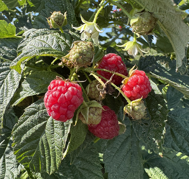 Ripening raspberries on a bush