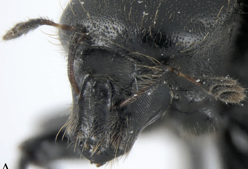 D.oenophilis_head.jpg