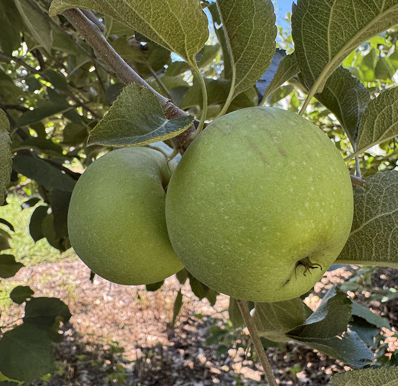 Two large, green apples growing on a tree. 