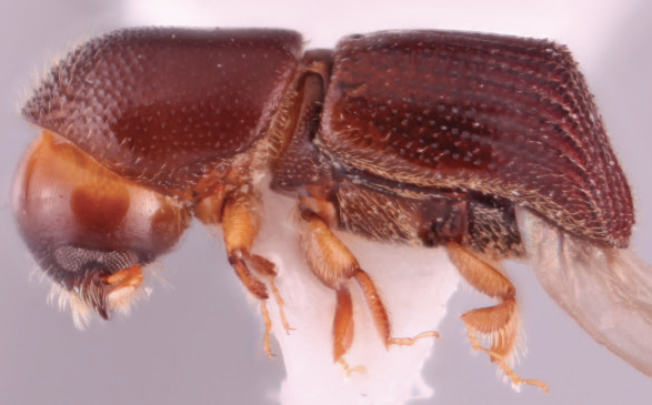 A.phiaoacensis.jpg
